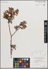 Foto von Salix eleagnos Scop.